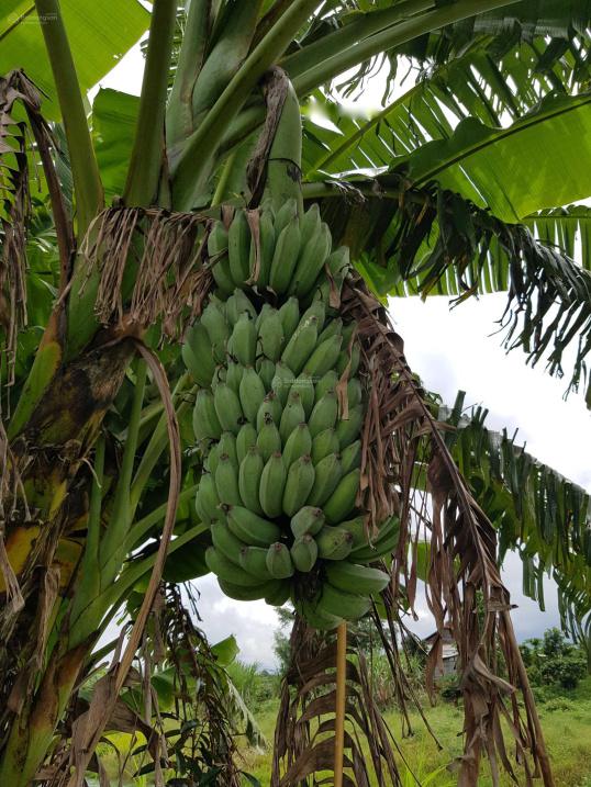 Cơ Hội Đầu Tư Hiếm Có Bán 2.37ha Đất Nông Nghiệp Vùng Cao Nguyên Bảo Lâm, Lâm Đồng