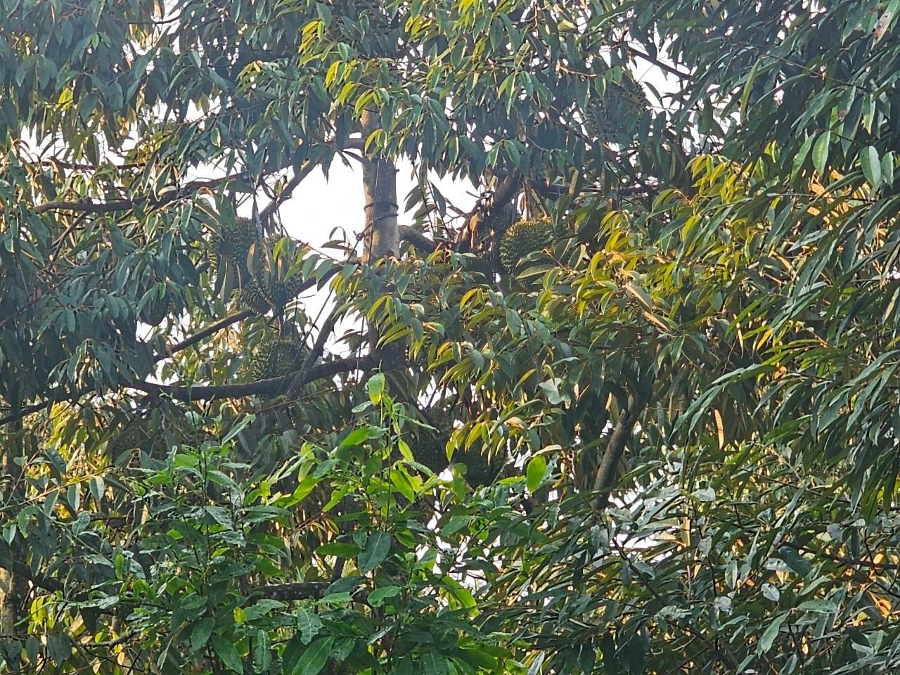 Bán lô đất sổ riêng 9055 m2, hướng Nam tại Xã Kim Long - Châu Đức - Bà Rịa Vũng Tàu, giá 12 tỷ - Ảnh 1