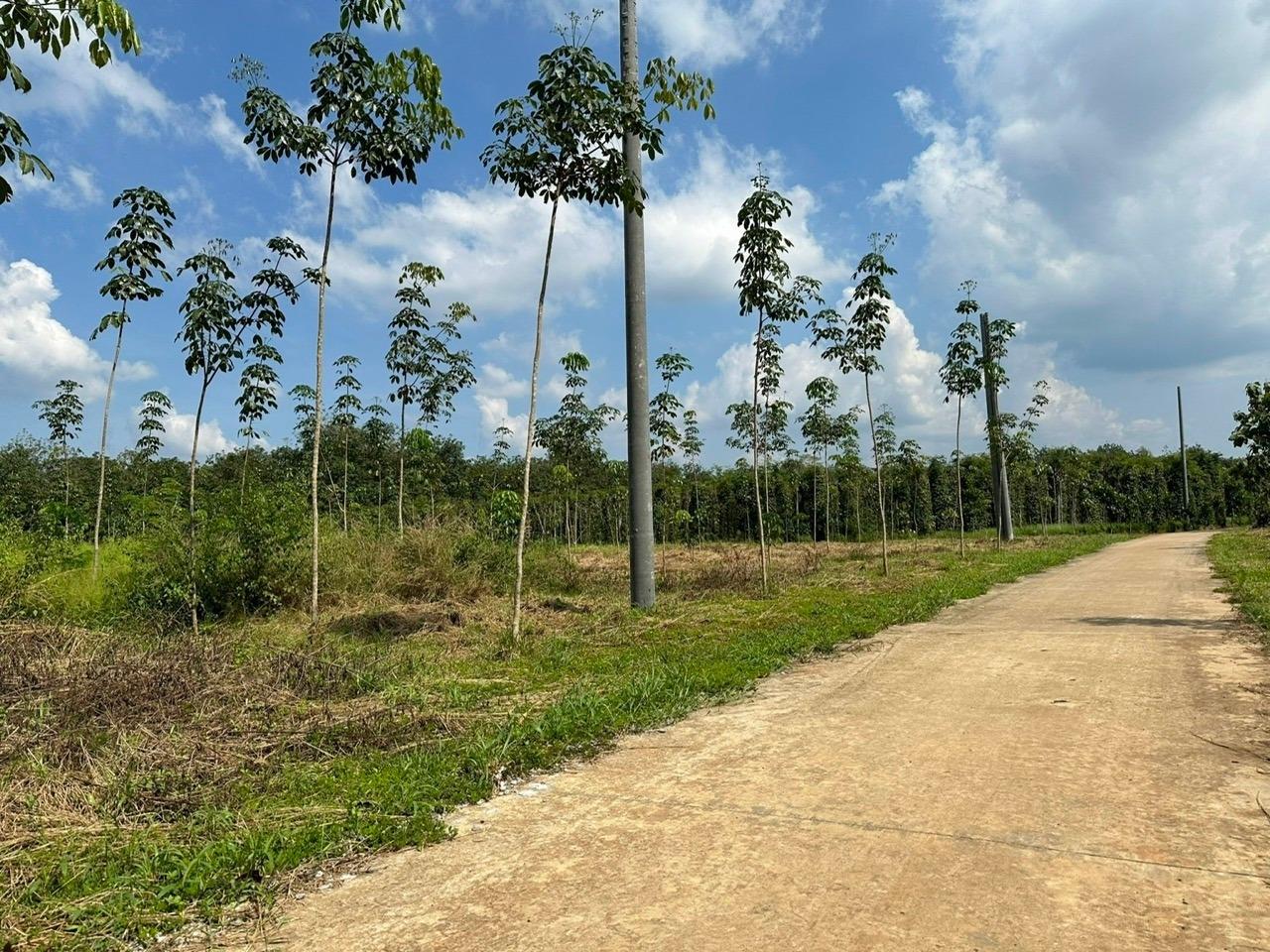 Cần bán gấp lô đất nền 300 m2 tại Xã Lộc Phú - Lộc Ninh - Bình Phước, giá 290 tr