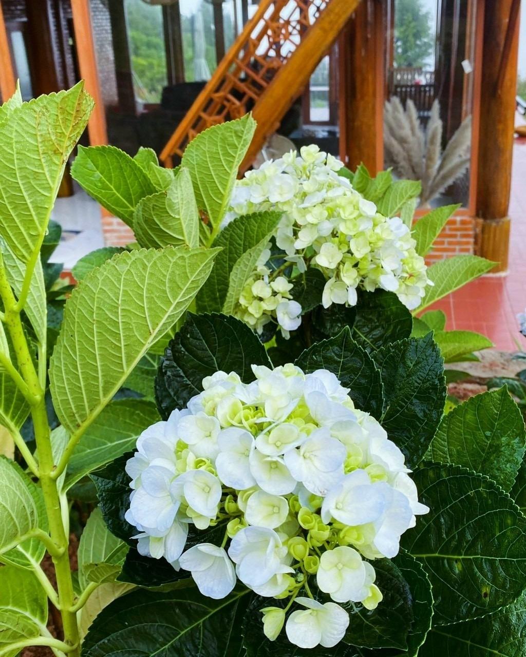 Cần bán đất nền 1000 m2 tại Xã Lộc Thành - Bảo Lâm - Lâm Đồng, giá 1,45 tỷ