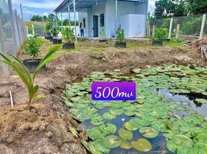 Chuyển nhượng nền đất 500 m2 tại Trừ Văn Thố - Bàu Bàng - Bình Dương, giá 550 triệu