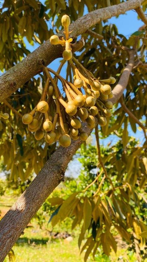 Bán miếng đất 1000 m2 tại Thị trấn Dầu Giây - Thống Nhất - Đồng Nai, giá 800 tr