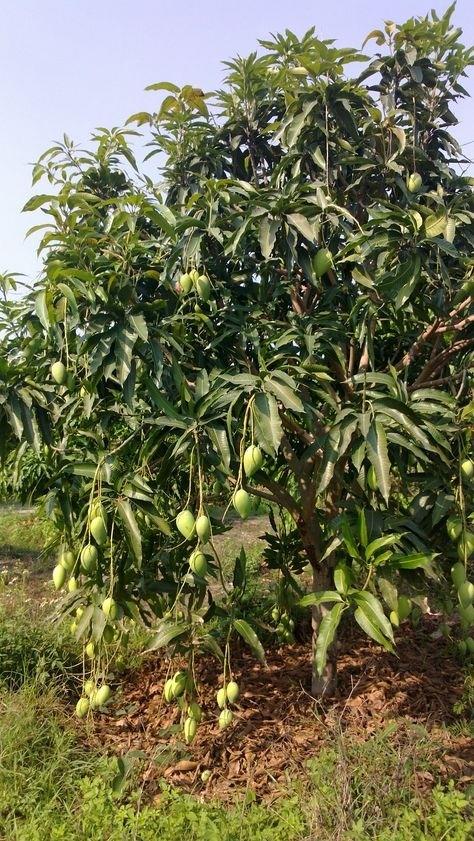 Bán miếng đất 1000 m2 tại Thị trấn Dầu Giây - Thống Nhất - Đồng Nai, giá 800 tr