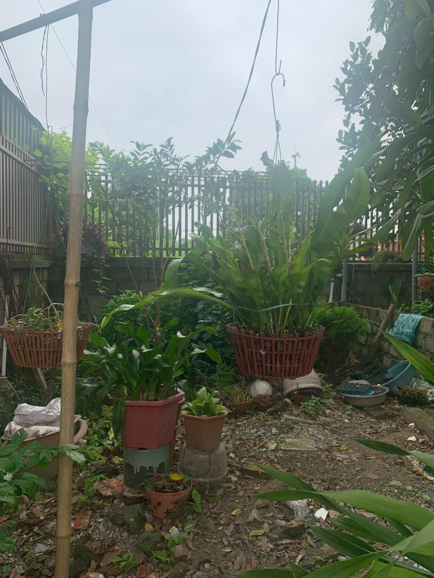 Cho thuê Mảnh đất tại Tiểu khu Mỹ Lâm, thị trấn Phú Xuyên, thành phố Hà Nội.