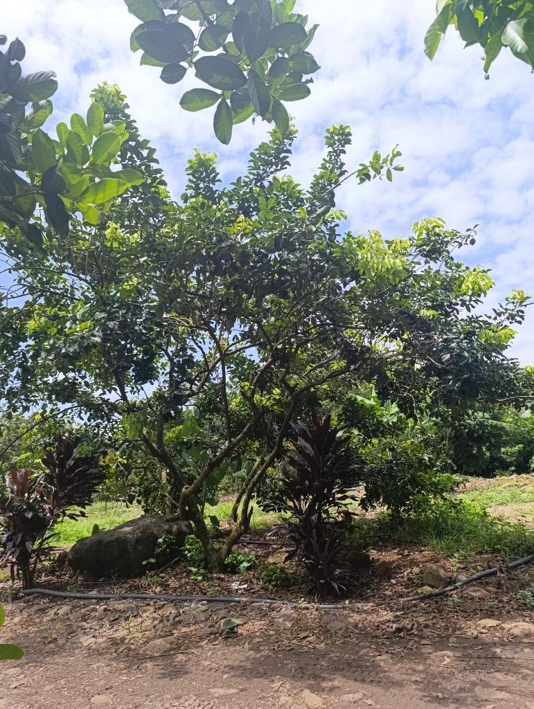 Cần bán ngay đất 500 m2 tại Đường Duy Tân - Bảo Vinh - Long Khánh - Đồng Nai, giá 920 triệu