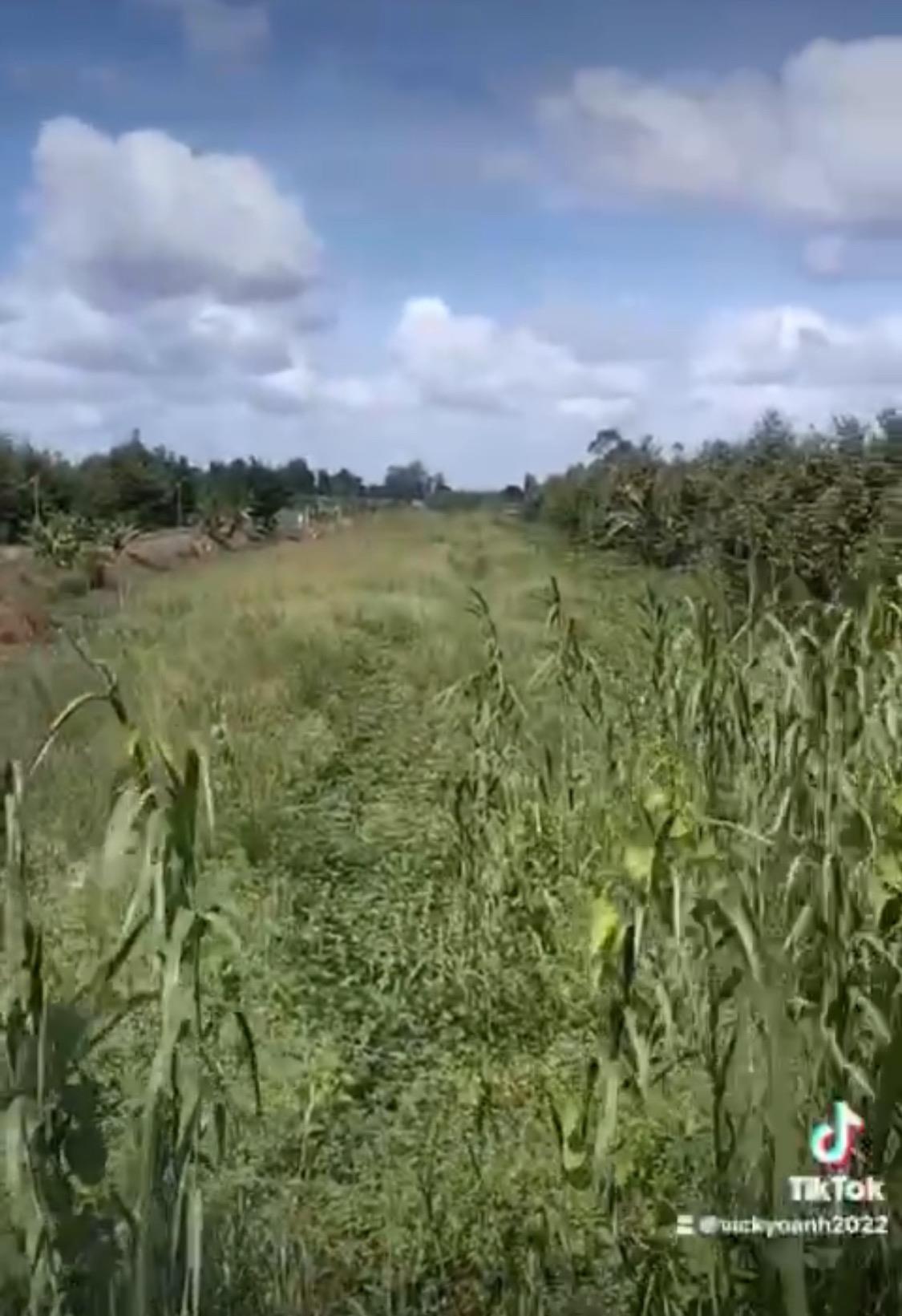 Cần bán nhanh nền đất 1427 m2 tại Xã Trường Thành - Thới Lai - Cần Thơ, giá 2,8 tỷ