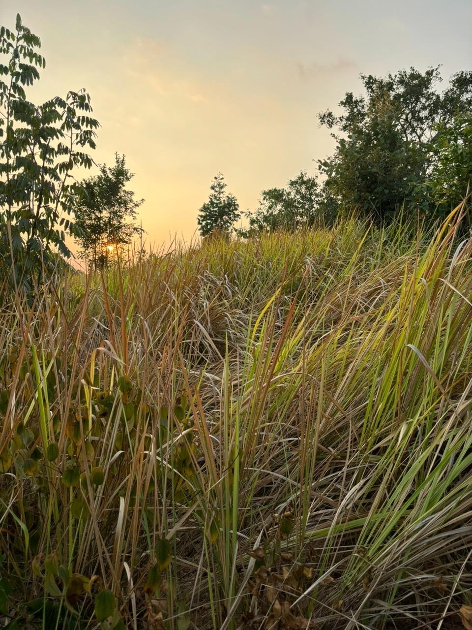 Bán gấp miếng đất 60000 m2, hướng Đông tại Tiên Hoàng - Cát Tiên - Lâm Đồng, giá 900 triệu