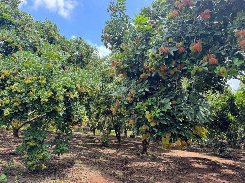 Sở hữu ngay nhà đẹp 1064 m2 tại Đường 765 - Thừa Đức - Cẩm Mỹ - Đồng Nai, giá 0,00039 triệu