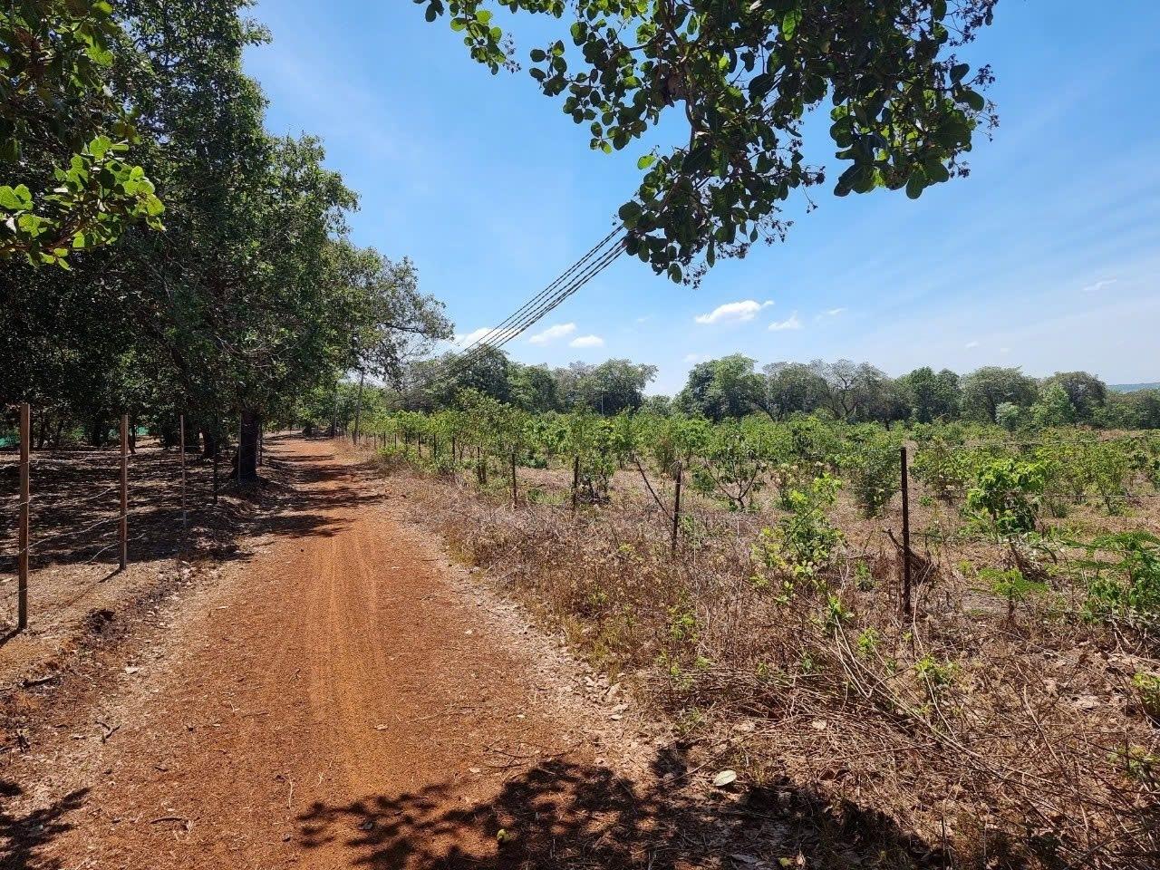 Sở hữu ngay đất nền 1516 m2 tại Huyện Định Quán - Đồng Nai, giá 800 triệu