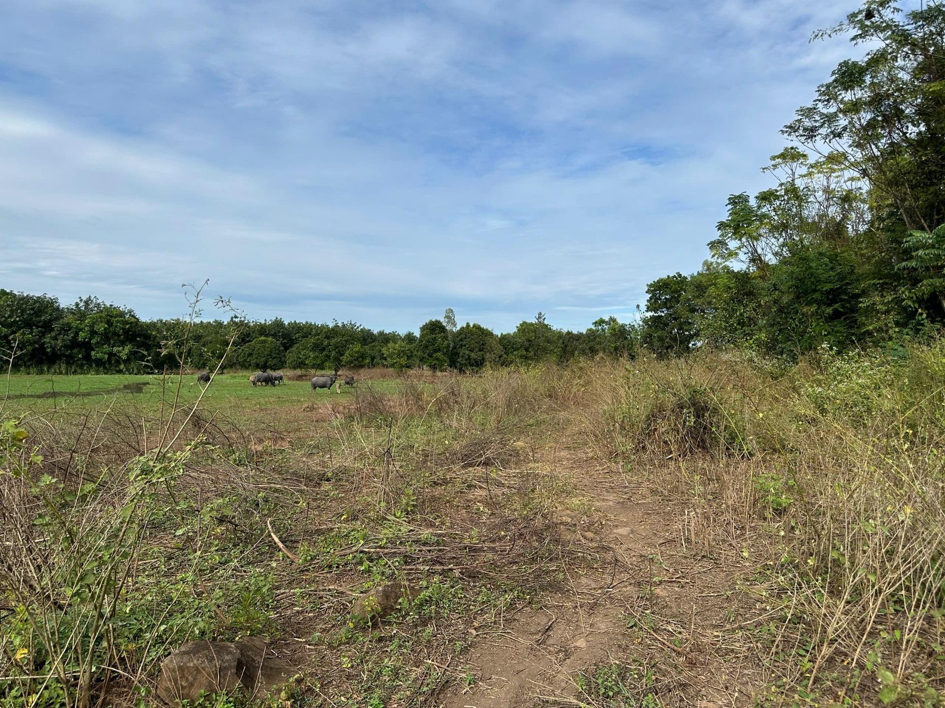 Cần bán ngay mảnh đất 26000 m2 tại Huyện Lộc Ninh - Bình Phước, giá 3,9 tỷ