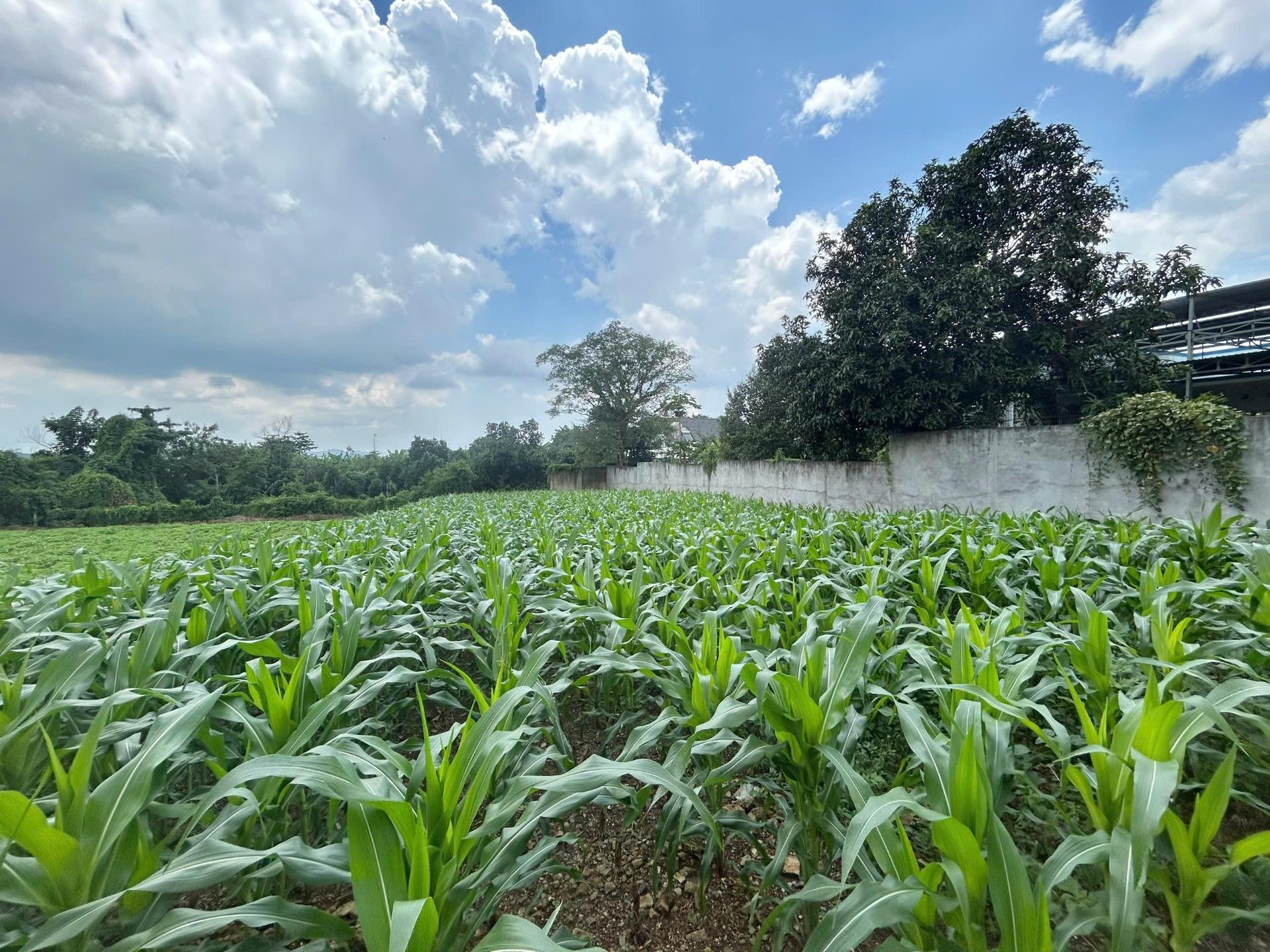 Cần bán đất 660 m2 tại Xã Nghĩa Thành - Châu Đức - Bà Rịa Vũng Tàu, giá 2,99 tỷ