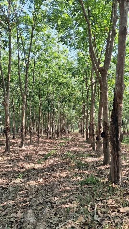 Cần bán gấp đất 19318 m2 tại Xã Chánh Phú Hòa - Bến Cát - Bình Dương, giá rẻ