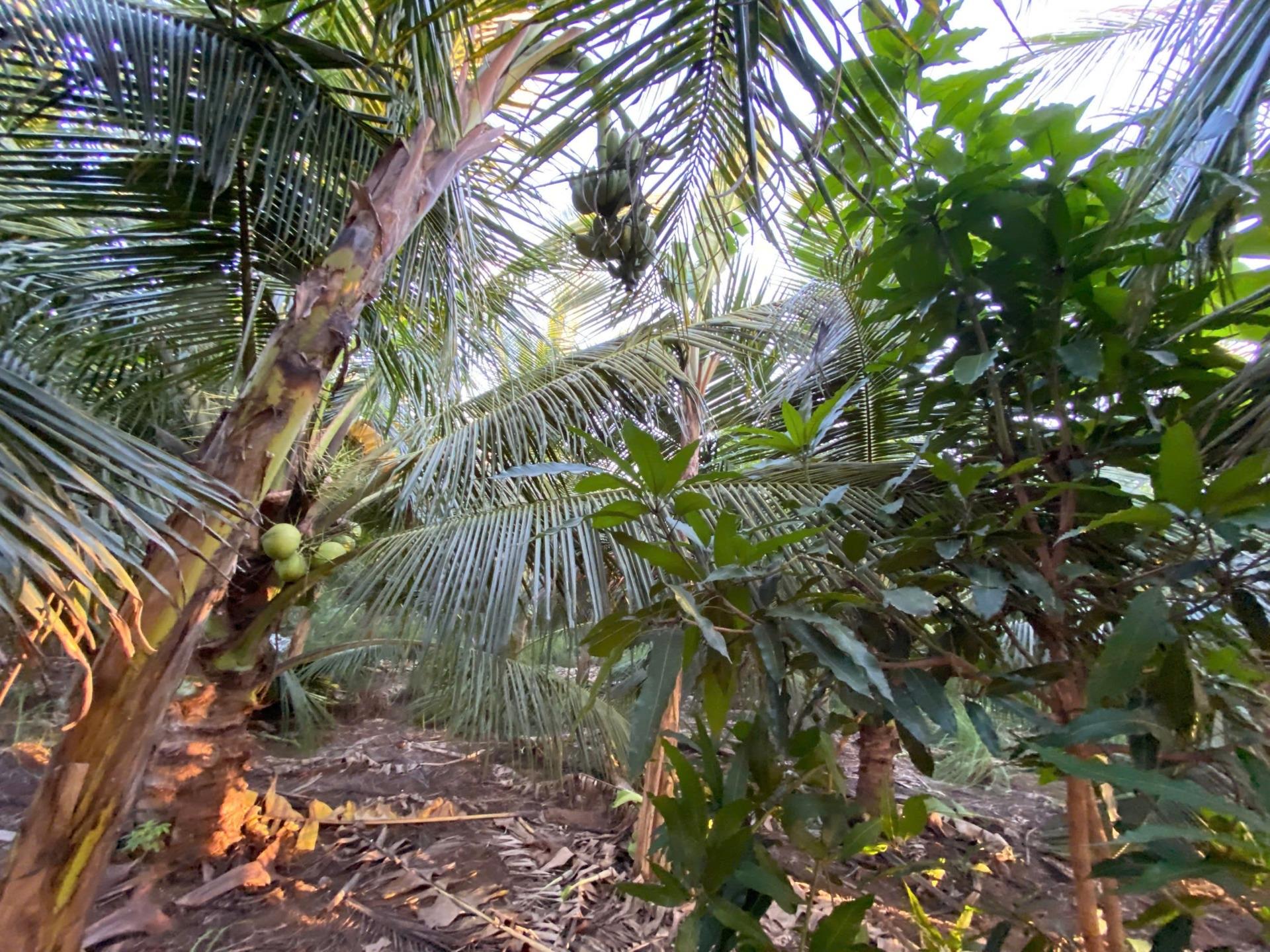 Bán gấp mảnh đất 4983 m2 tại Thị trấn Bình Đại - Bình Đại - Bến Tre, giá 1 triệu