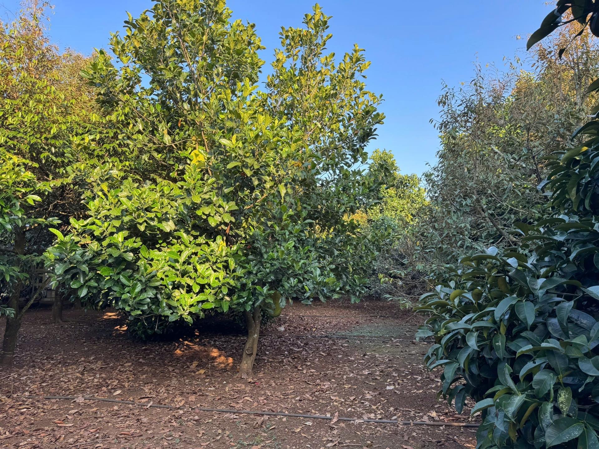 Bán gấp lô đất nền 125 m2, hướng Tây tại Xã Bàu Hàm 2 - Thống Nhất - Đồng Nai, giá 775 tr