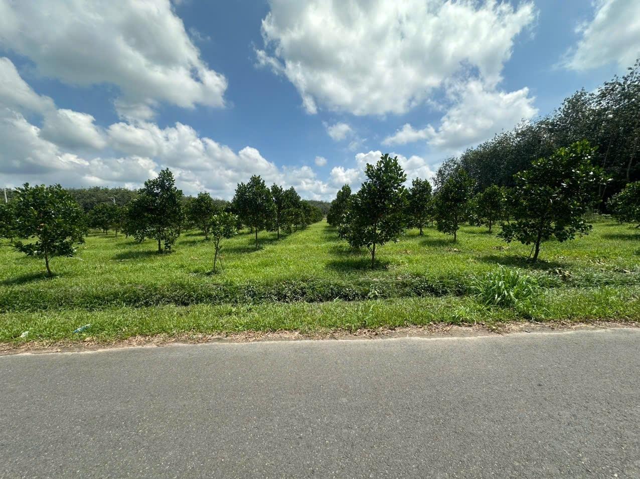 Bán gấp đất nền 1000 m2, hướng Đông tại Phường Phú Tân - Thủ Dầu Một - Bình Dương, giá 550 triệu