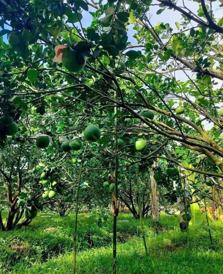 Cần bán gấp đất 250 m2 tại Xã Trừ Văn Thố - Bàu Bàng - Bình Dương, giá 950 triệu