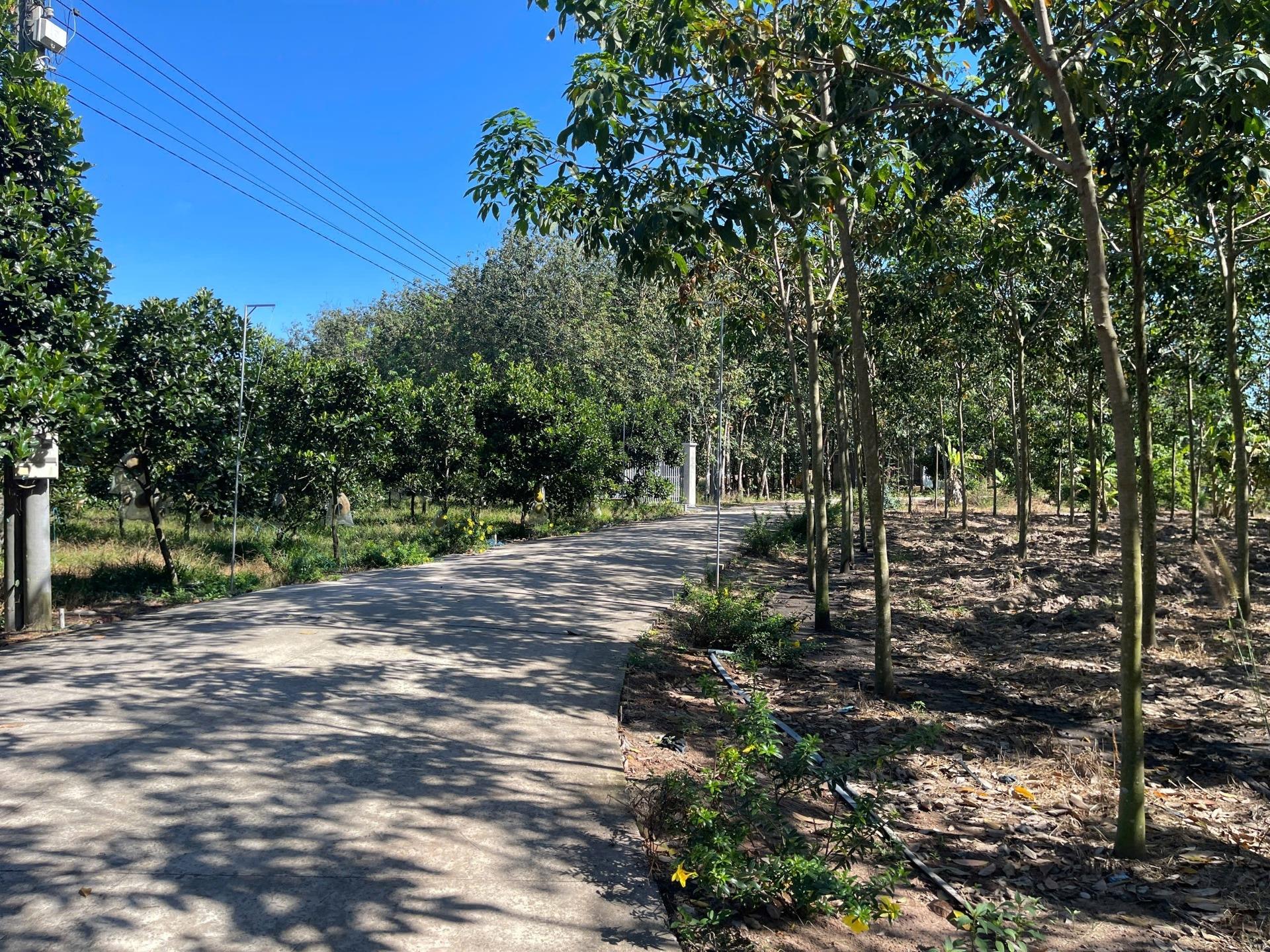 Cần bán gấp lô đất 213 m2 tại Xã An Thái - Phú Giáo - Bình Dương, giá 680 tr