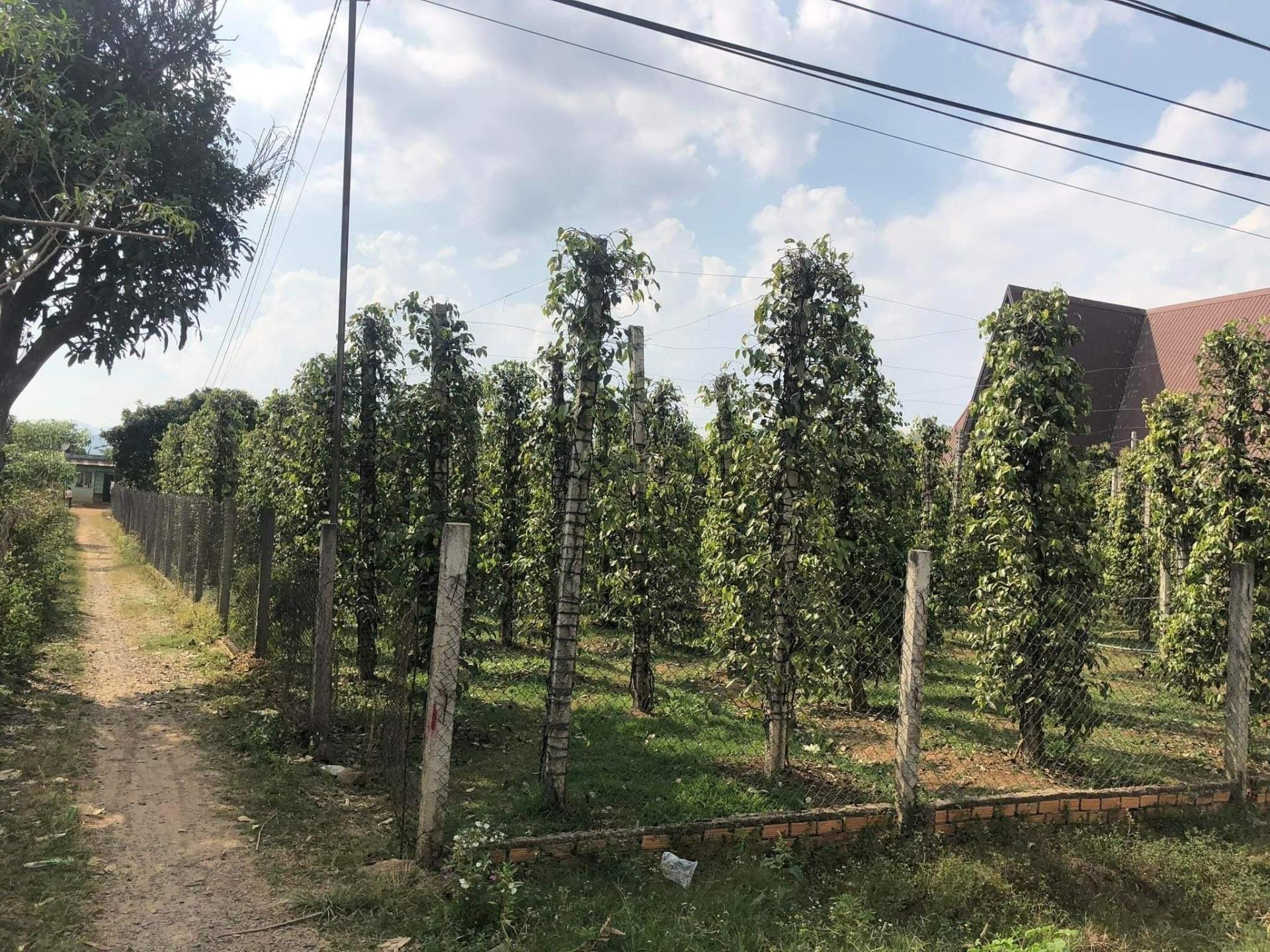 Chuyển nhượng lô đất sổ riêng 2266 m2 tại Đường 27 - Đạ Đờn - Lâm Hà - Lâm Đồng, giá tốt