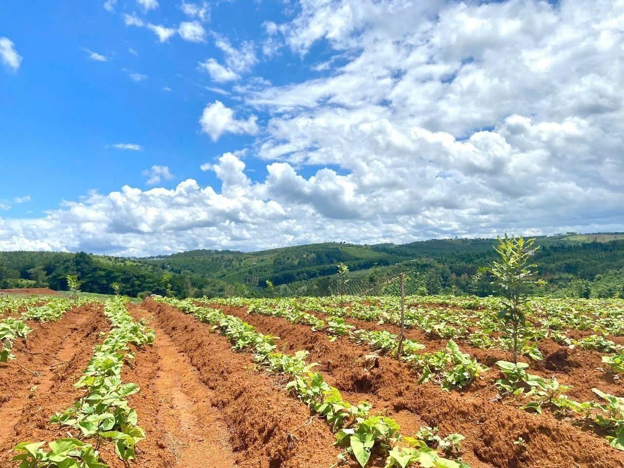 Bán gấp lô đất sổ riêng 1019 m2, hướng Đông tại Xã Đắk RTih - Tuy Đức - Đắk Nông, giá 280 tr