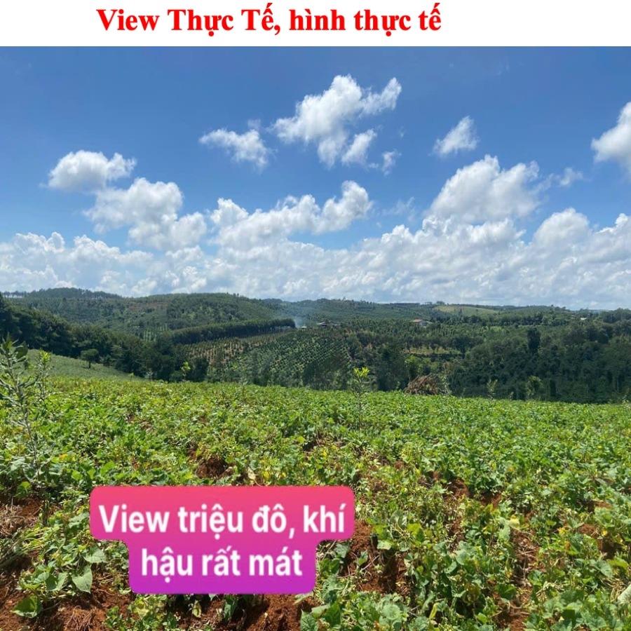 Bán gấp lô đất sổ riêng 1019 m2, hướng Đông tại Xã Đắk RTih - Tuy Đức - Đắk Nông, giá 280 tr