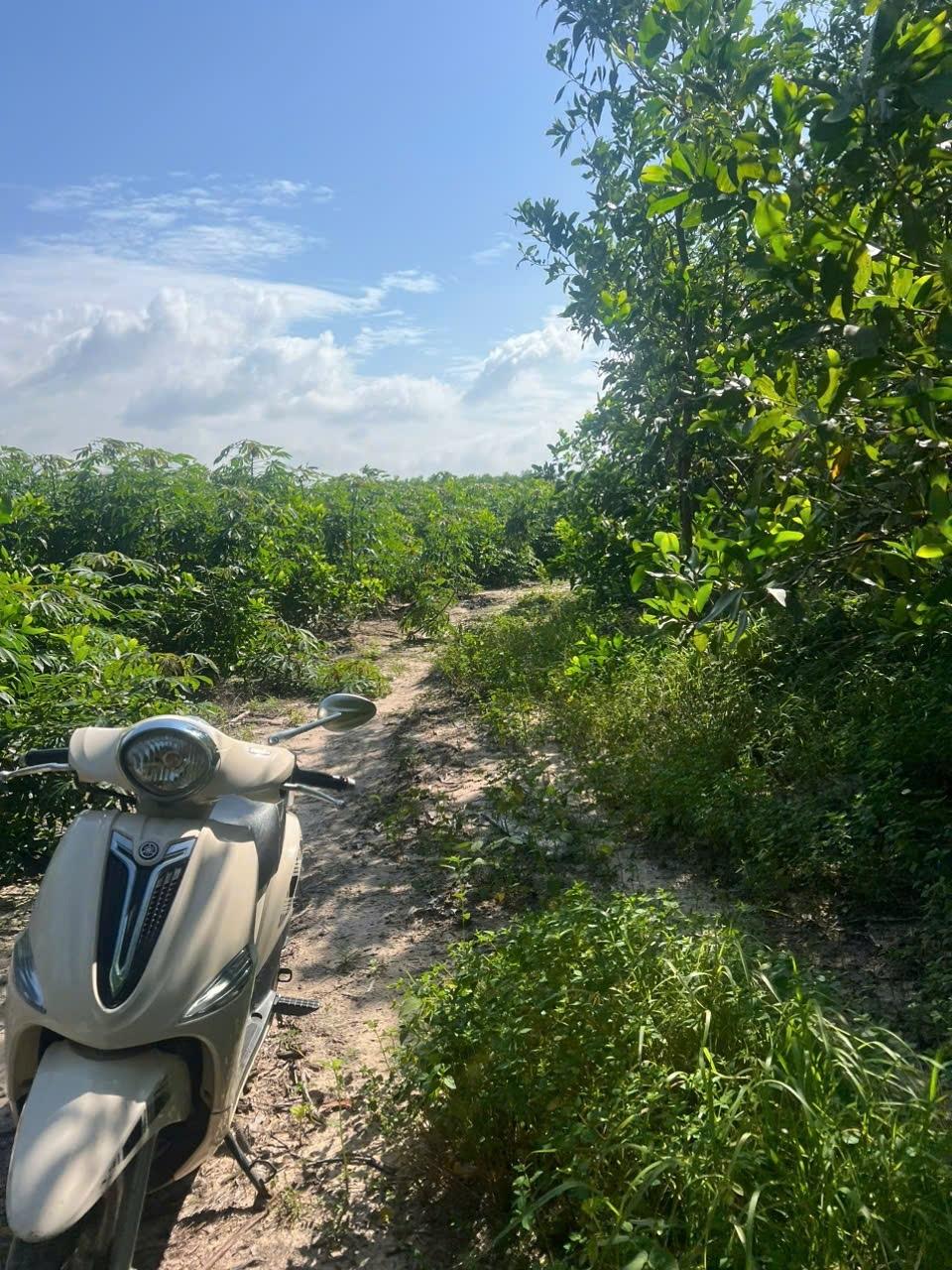 Sở hữu ngay lô đất nền 2237 m2 tại Xã Tân Phước - La Gi - Bình Thuận, giá 310 tr