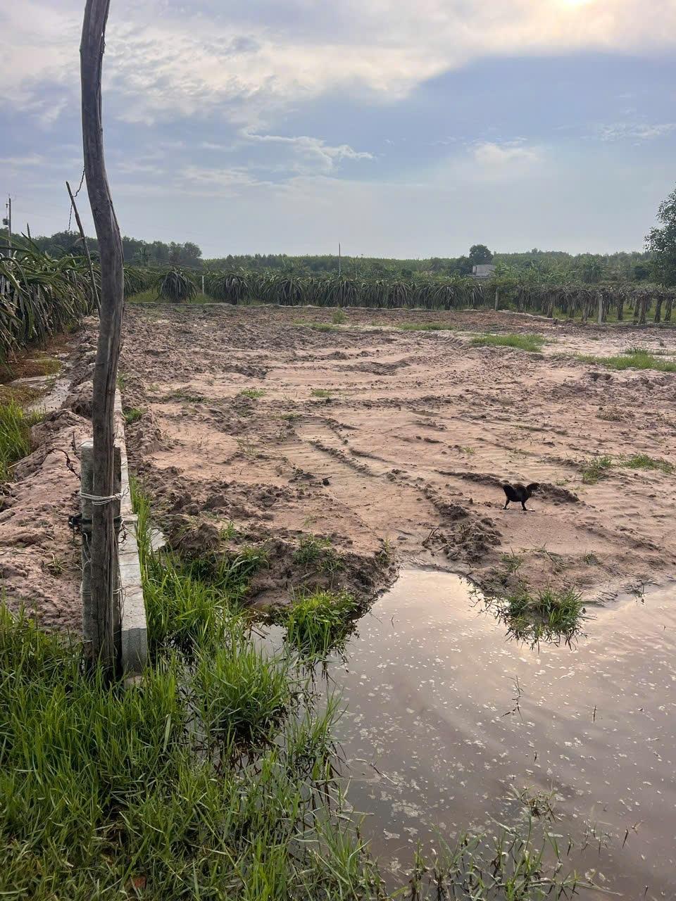 Bán nền đất 1324,199951171875 m2 tại Xã Tân Bình - La Gi - Bình Thuận, giá 500 triệu