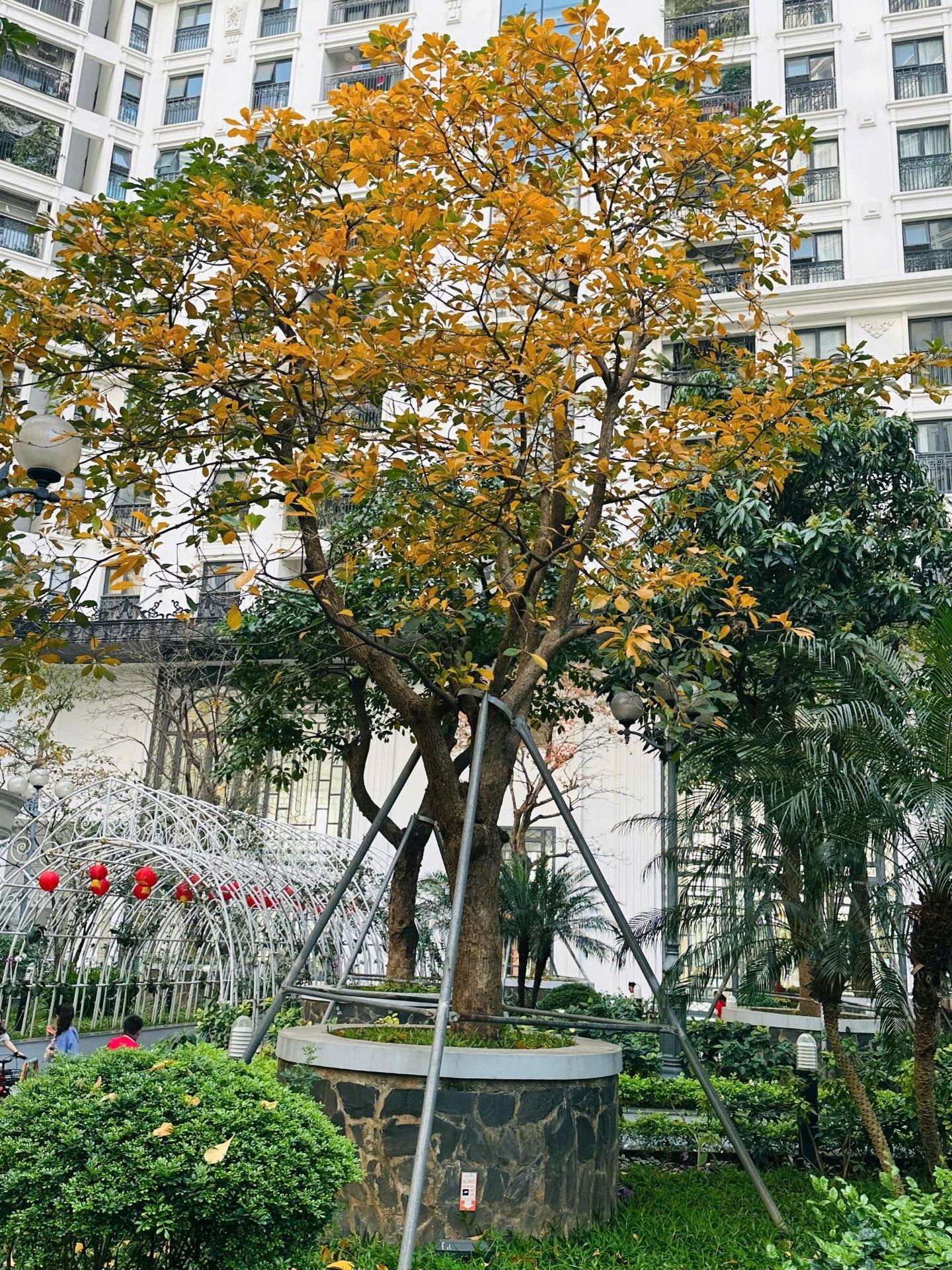 Sở hữu căn hộ chung cư 95 m2, giá 10,5 tỷ tại Đường Đình Thôn - Mỹ Đình 1 - Nam Từ Liêm - Hà Nội