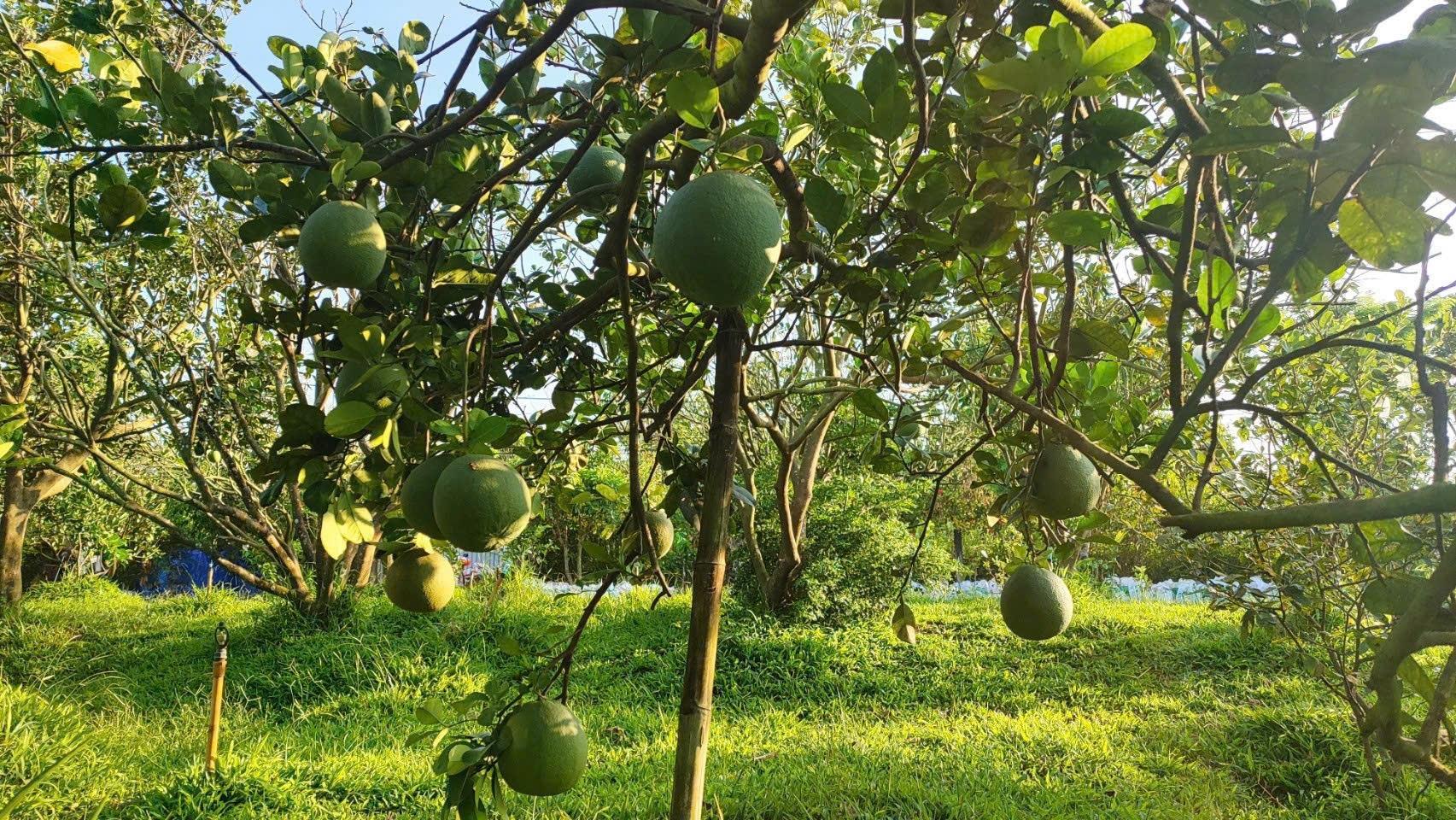 Sở hữu lô đất nền 2600 m2 tại Đường DH507 - Tân Hiệp - Phú Giáo - Bình Dương, giá 520 tr