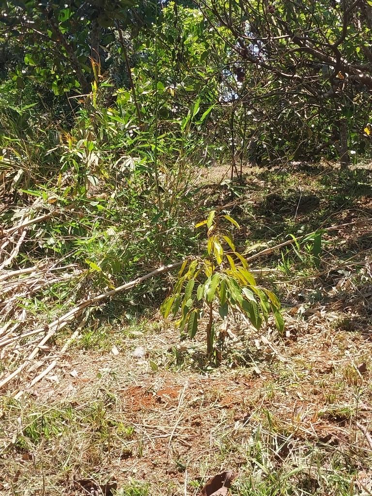 Bán gấp nền đất 9600 m2 tại Xã Gia Bắc - Di Linh - Lâm Đồng, giá rẻ