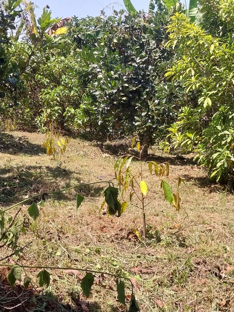 Bán gấp nền đất 9600 m2 tại Xã Gia Bắc - Di Linh - Lâm Đồng, giá rẻ