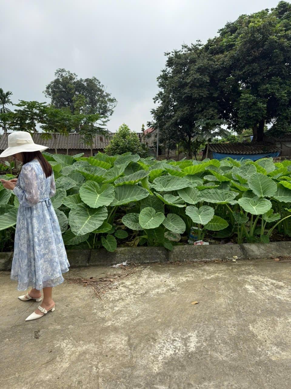 Bán nhanh đất 100 m2 tại Xã Phú Cát - Quốc Oai - Hà Nội, giá 2,7 tỷ