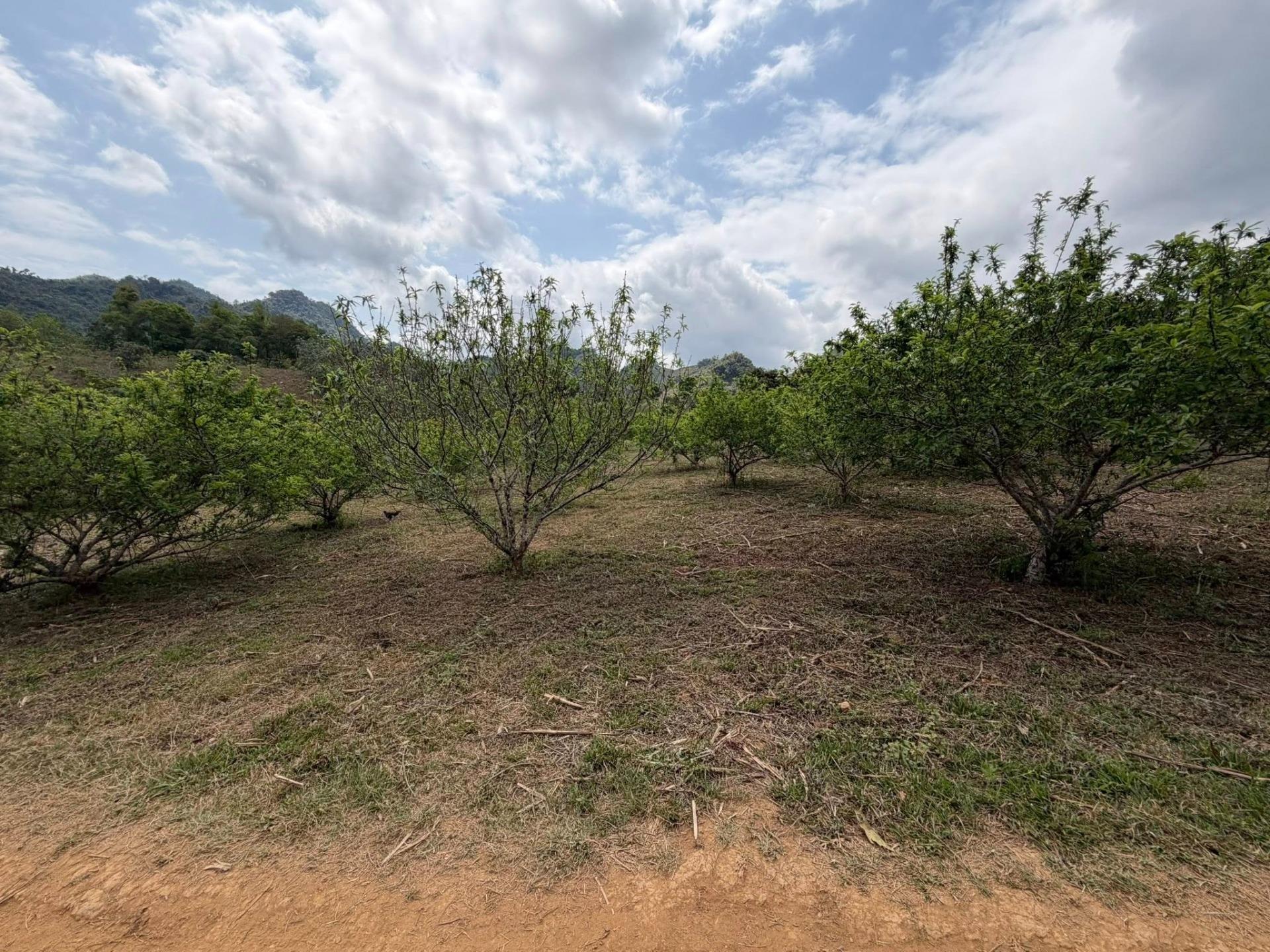 Bán gấp đất nền dự án 1000 m2 tại Xã Minh Thành - Chơn Thành - Bình Phước, giá 250 triệu