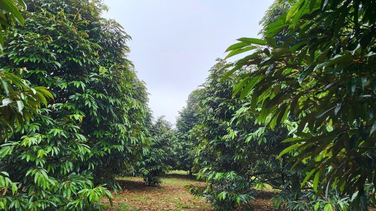 Cần bán nhanh nền đất 3000 m2 tại Xã Quang Minh - Chơn Thành - Bình Phước, giá 350 triệu