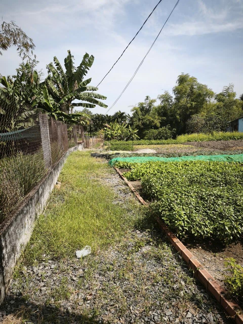 Bán gấp đất 100 m2, hướng Đông-Bắc tại Đường ĐT 835 - Phước Lợi - Bến Lức - Long An, giá 950 tr