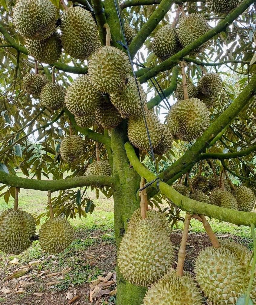 Bán nhanh lô đất nền 5000 m2 tại Xã Tân Lợi - Đồng Phú - Bình Phước, giá 690 triệu