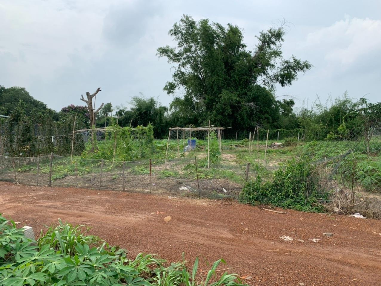 Cần bán ngay miếng đất 1000 m2 tại Xã Láng Dài - Đất Đỏ - Bà Rịa Vũng Tàu, giá 1,3 tỷ