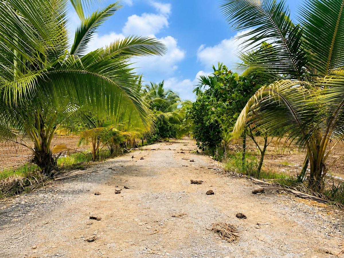 Bán gấp lô đất 300 m2, hướng Đông tại Xã Hựu Thạnh - Đức Hòa - Long An, giá 1,6 tỷ