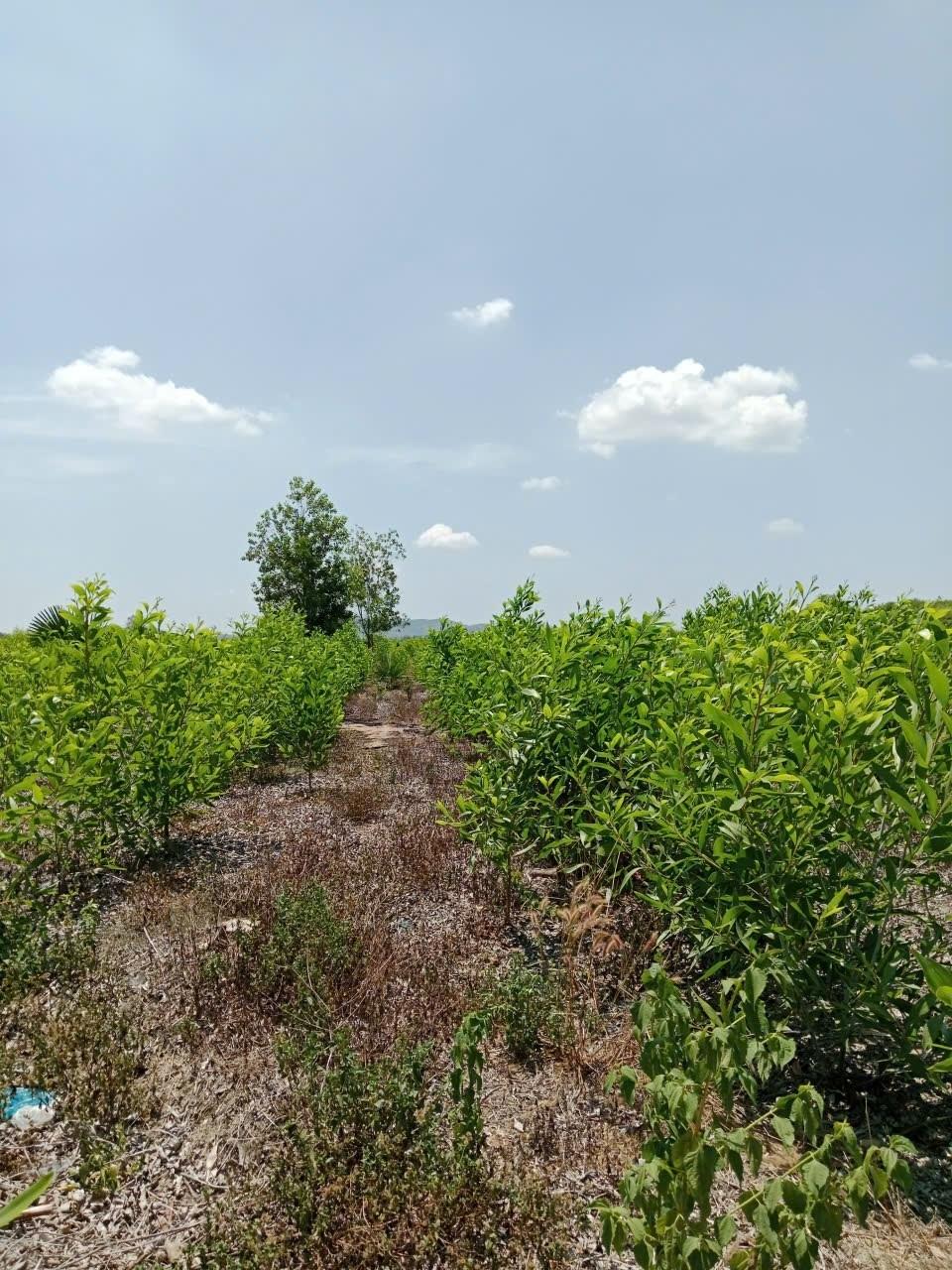 Bán nhanh mảnh đất 37500 m2, hướng Đông-Nam tại Xã Tân Phúc - Hàm Tân - Bình Thuận, giá 6,8 tỷ
