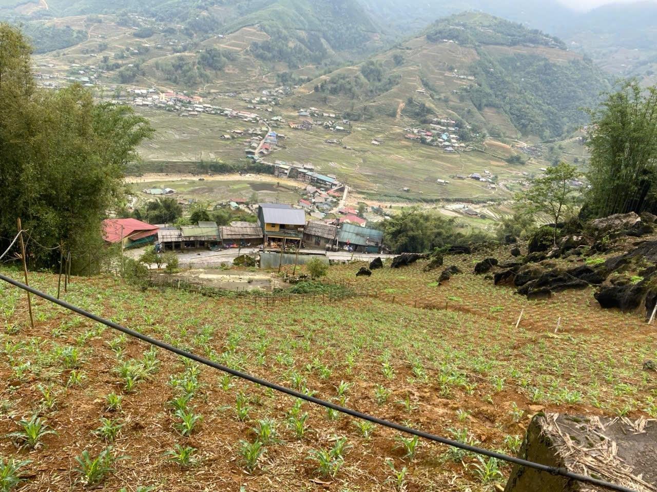 Bán đất 3.500m² phường cầu mây, sa pa – 224,4m² đất ở, view thung lũng mường hoa